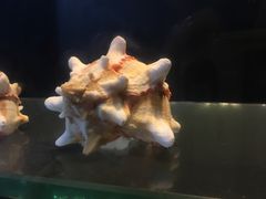 -广东惠东海龟国家级自然保护区