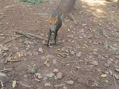 -合肥野生动物园