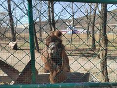 -大连铭湖国际观光牧场
