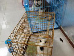 -翊宠yipet猫狗购宠庄园犬舍•猫舍