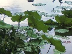 -南宁良凤江国家森林公园