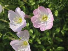 -贡湖湾湿地公园