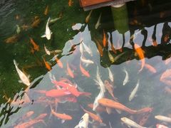 -麦园农庄·西江河鲜