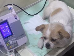 -瑞鹏宠物医院·爱宠堂·骨外专科(西荷分院)