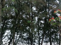 -马銮湾景区