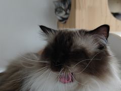 -Catmate·猫肥家润(金润铂宫店)