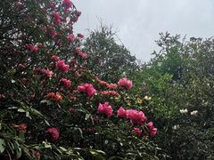 -贵州百里杜鹃风景名胜区