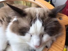 -猫在这儿猫咪咖啡馆·撸猫馆