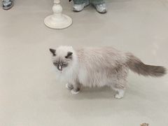 -共舞时光猫咖·狗咖(新街口店)