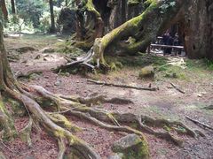 -阿里山神木遗迹