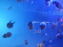 -梦幻海洋王国(吾悦广场张家港店)