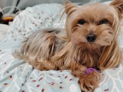 -小叮当动物医院·骨科·眼科