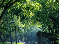 -西湖风景区-江洋畈生态公园