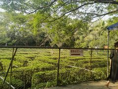 -广东茂名森林公园