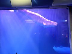 -大连圣亚海洋世界