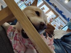 -南京Hallo宠物乐园·哈罗犬舍·柴犬繁育基地