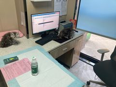 -半岛宠物医院24小时·内窥镜·牙科·碎石中心(府城大道店)