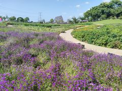 -紫颐香薰山谷景区