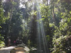 -西双版纳原始森林公园