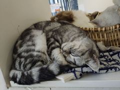 -怪兽屋·羊驼·猫咖·狗咖(俊华广场店)