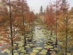 -池杉湖湿地公园