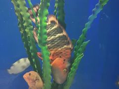 -青岛海底世界-水族馆