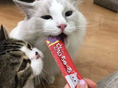 -猫冇咖·家门口的撸猫馆(大融城店)