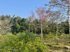 -中国科学院西双版纳热带植物园