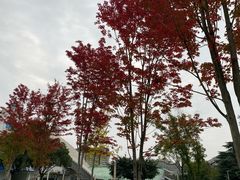 -四川大学(望江校区)