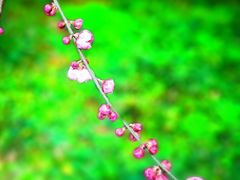 -花溪公园
