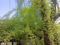 -西安关中民俗艺术博物院