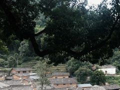 -杨家堂村