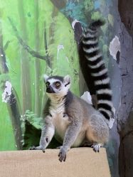 -Zoolung Zoolung动物主题公园(海信广场店)