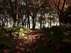 -新江湾城公园