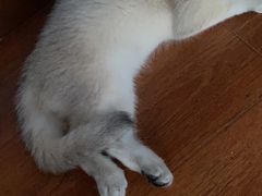 -柚子猫舍·精品猫舍购猫·猫咪认养·购宠·宠物店