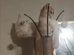 -山宅一喵德文卷毛猫舍