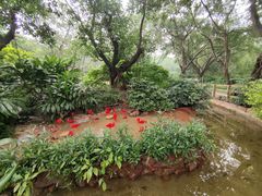 -广州长隆飞鸟乐园