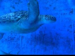 -北戴河圣蓝海洋公园