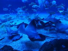 -烟台海昌鲸鲨海洋公园