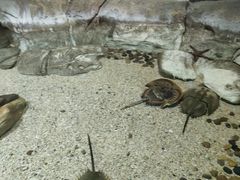 -芜湖新华联大白鲸海洋公园