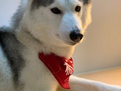 -Husky Go! 哈士奇体验馆·宠物咖啡厅狗咖