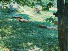 -西安秦岭野生动物园