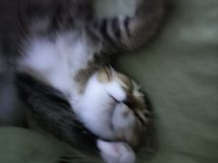 -宠爱国际动物医院· 猫科· 外科·中兽医(长白店)