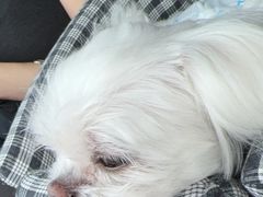 -美联众合动物医院·24h转诊中心