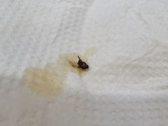 -食必思黄焖鸡米饭杭州小笼包(银杏路店)