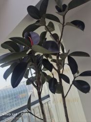 -HEYAN荷妍专业脱毛连锁机构