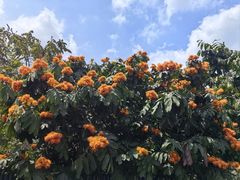 -深圳仙湖植物园