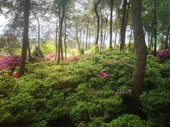 -南山植物园