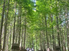 -桤木河湿地公园