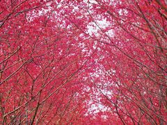 -合肥滨湖国家森林公园